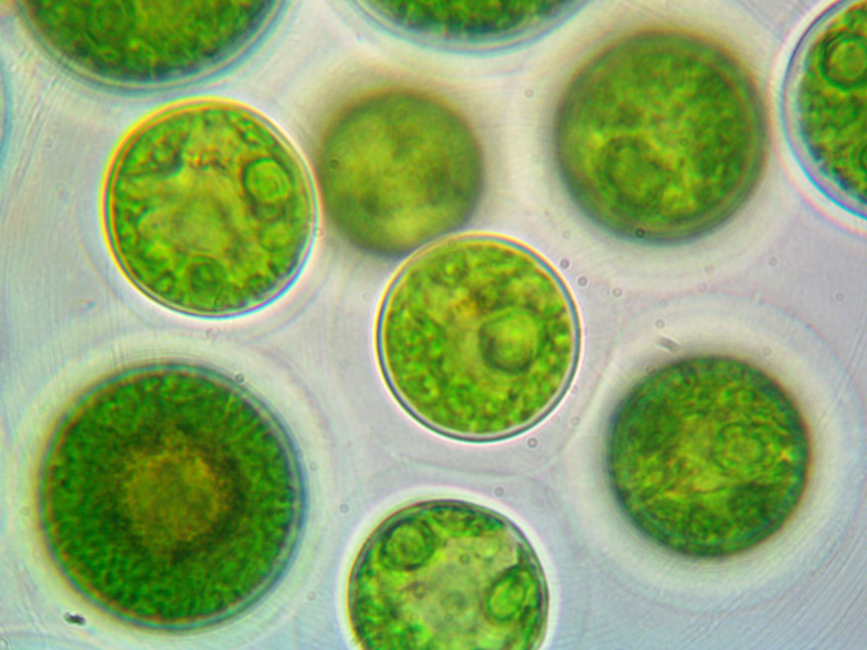 Haematococcus pluvialis Alge zur Produktion von Astaxanthin unter dem Mikroskop